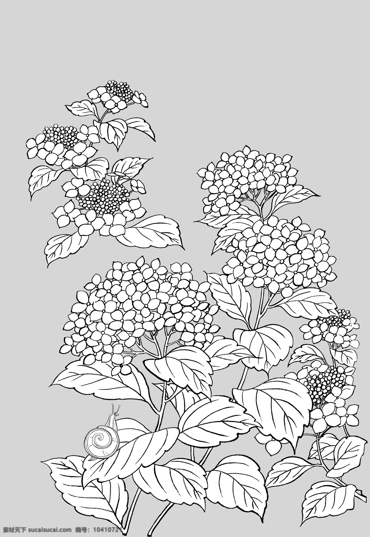 日本 线描 植物 花卉 矢量 紫阳花 蜗牛 勾线 花朵 枝叶 花型 矢量元素 卡通设计