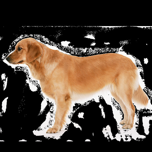 黄色 拉布拉多 宠物狗 产品 实物 产品实物 动物 黄色小狗 拉布拉多犬 生肖狗