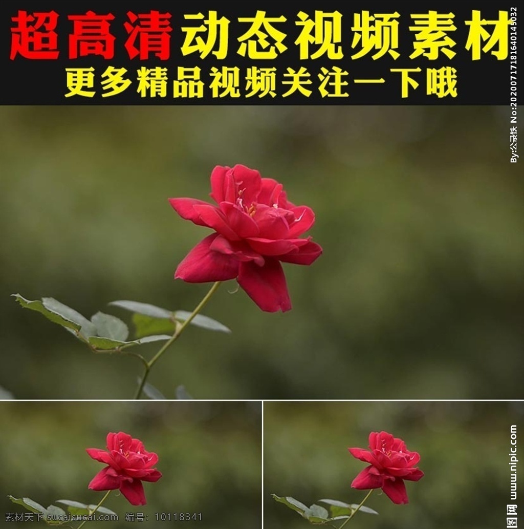 娇艳 红色 玫瑰 花瓣 花朵 盛开 视频 爱 花 自然 花束 优雅 红玫瑰 周年纪念 中国红 玫瑰花种植 情人节 盛开的玫瑰花 花卉 玫瑰花素材 玫瑰花 花艺 鲜花 鲜艳 春天 花朵盛开 春暖花开 鸟语花香 绿叶 植物 空镜头 实拍视频素材 浪漫 百花盛开 春晚视频 国庆节 舞台视频 led背景 婚礼婚庆 爱情 诗歌朗诵 绽放 动态 多媒体 影视编辑 mov