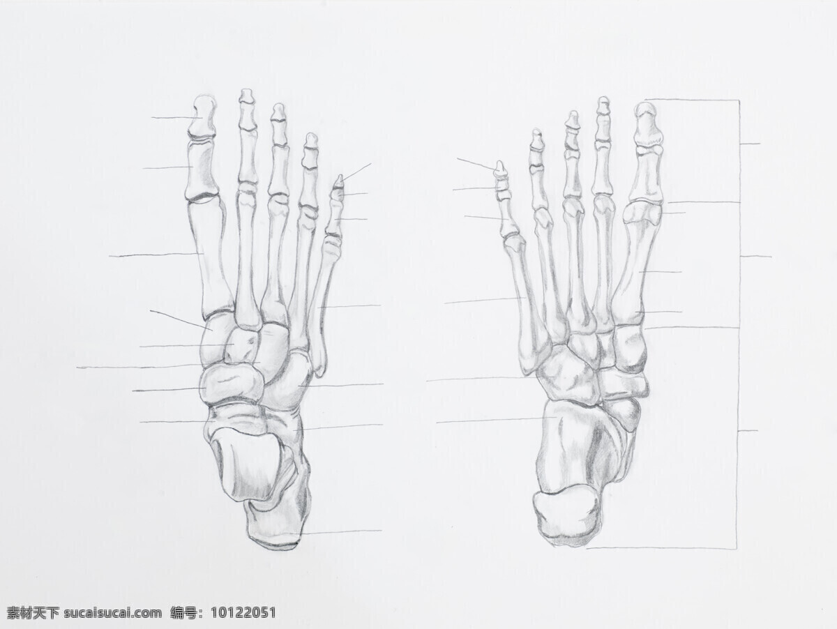 人体 手部 骨骼 人体骨骼 手部骨骼 骨骼结构 人体解剖 医疗护理 现代科技