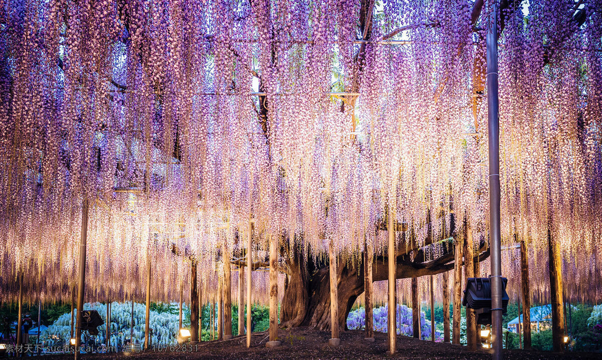灵魂树 紫藤花 树 日本 紫色瀑布 生物世界 树木树叶