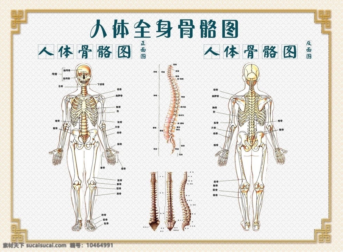 人体 骨骼 图 骨骼图 平面设计 正反 共享图