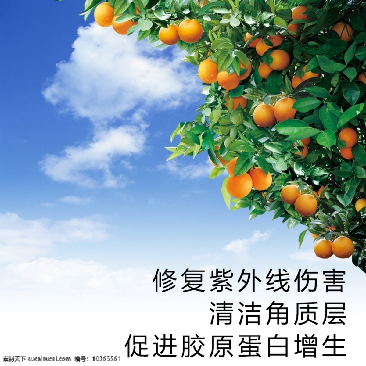 密林 深處 橙子 黃橙橙 養(yǎng)生 藍天 白色