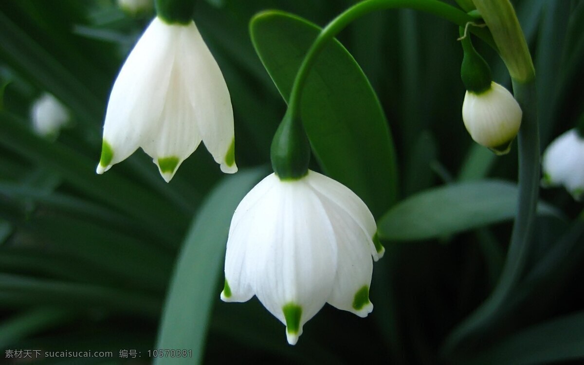 铃兰 花朵 白色背景 白色花朵 白色恋人 铃兰花 风景 生活 旅游餐饮