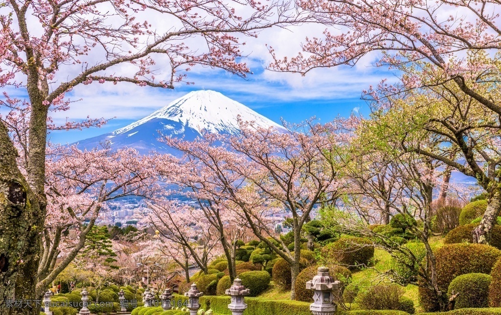 富士山 风景图片 日本 树林树木 樱花 山水风景 自然景观