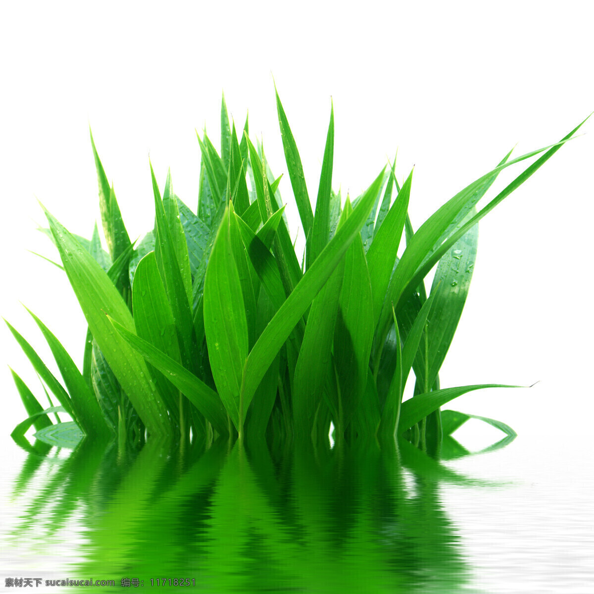 绿色植物 高清 绿色