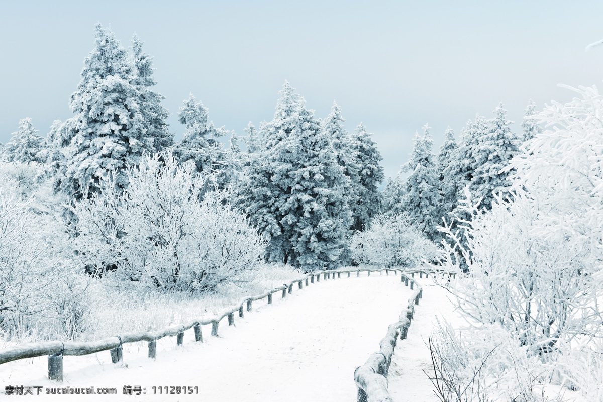 白雪 覆盖 树木 道路 白雪覆盖 雪地 雪景 美景 山水风景 风景图片