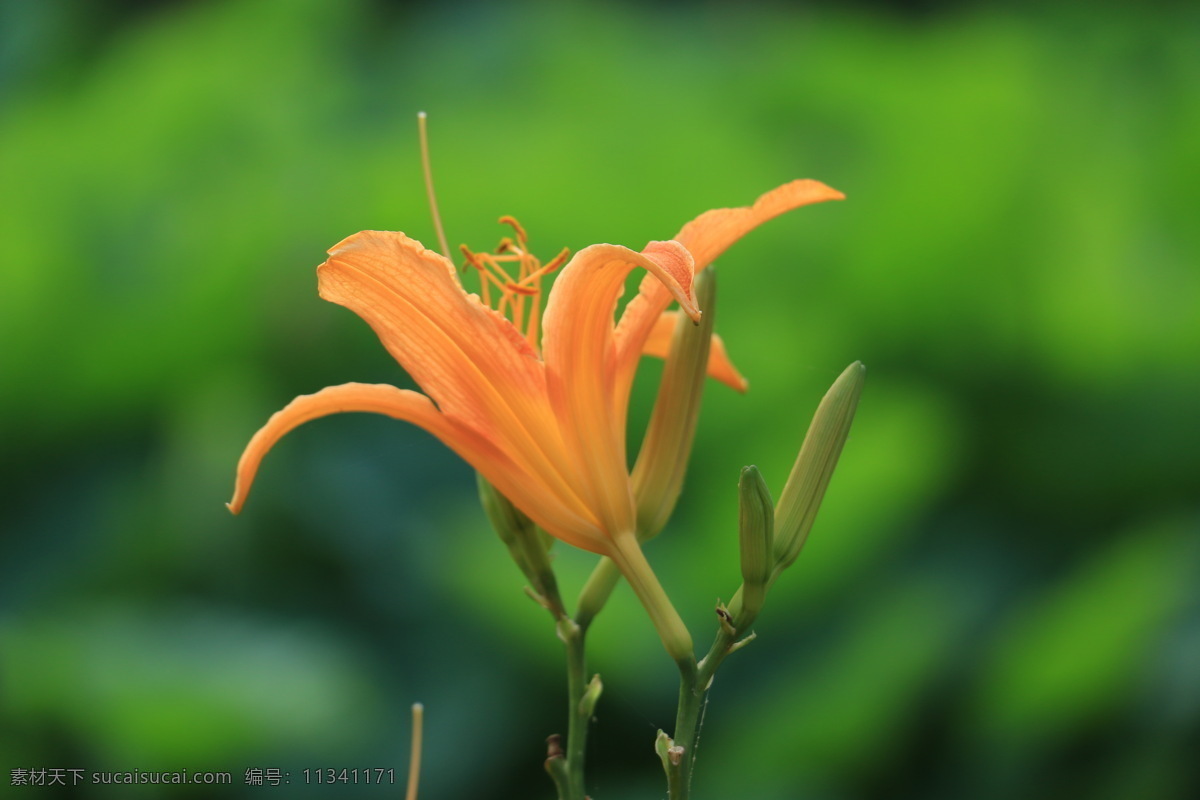 萱草花圖片 萱草 花 夏季 植物 自然風(fēng)光 花瓣 風(fēng)景 生物世界 花草