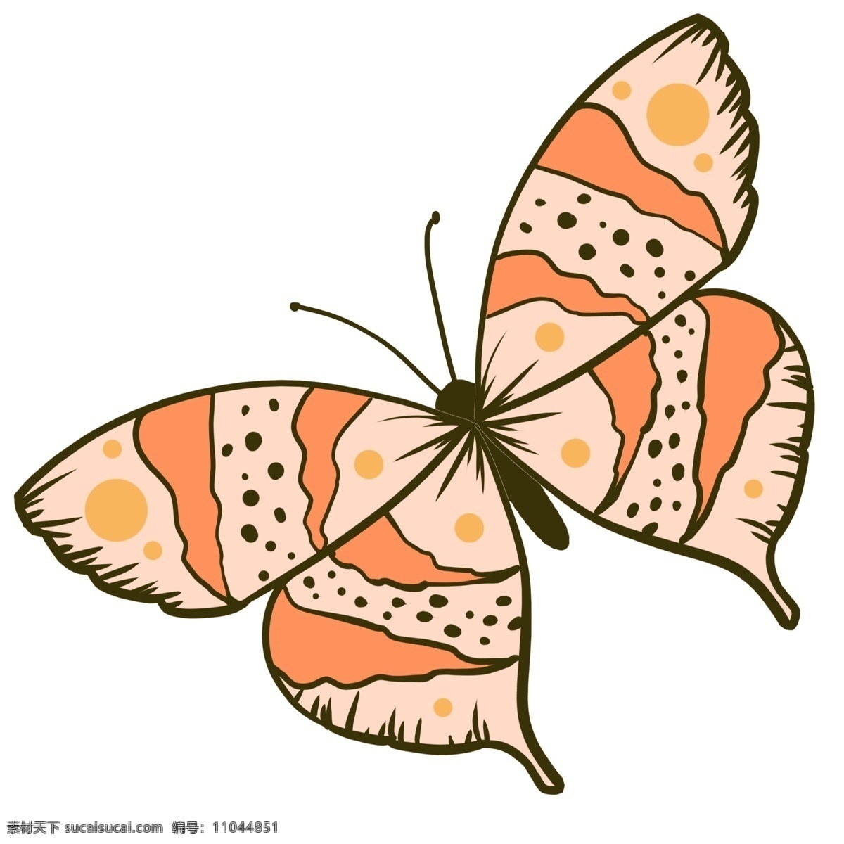 昆虫蝴蝶标本 昆虫 蝴蝶 标本 手绘 可爱 免抠