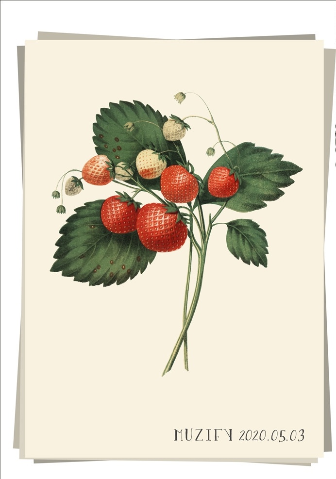 草莓 水果图鉴 凤梨草莓 草莓花 水果 植物 画稿 画册 花卉 植物图鉴 生物世界