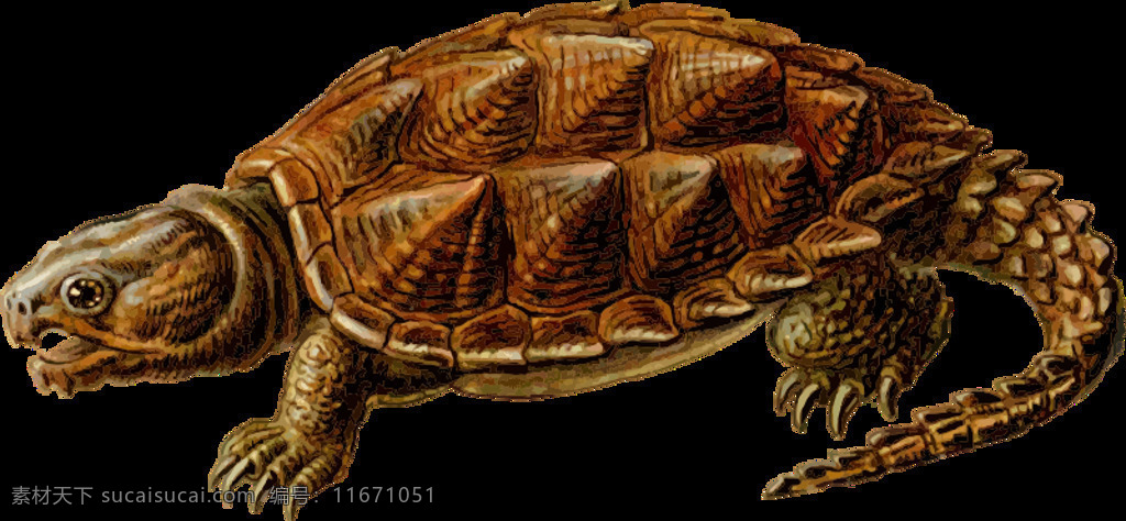 史前 乌龟 动物 龟 鳄龟 爬行动物 壳 插画集