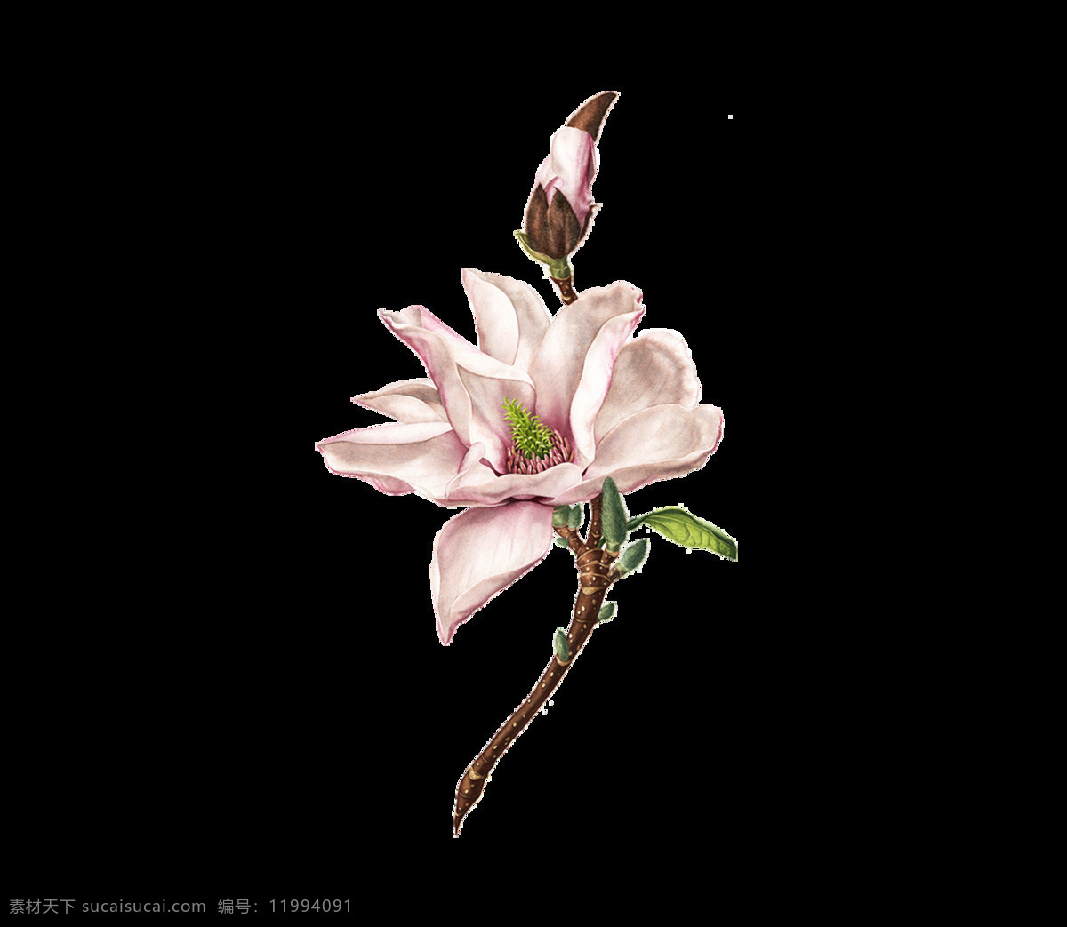 粉色 兰花 实景 图 元素 png元素 海报 免抠元素 透明元素 唯美 中国风