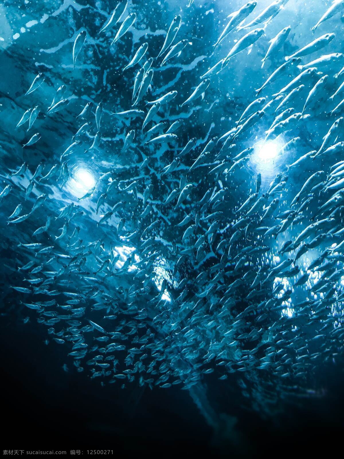 深海鱼群 深海 鱼 深海鱼 鱼群 大海 海洋 海底 海面 生物世界 海洋生物