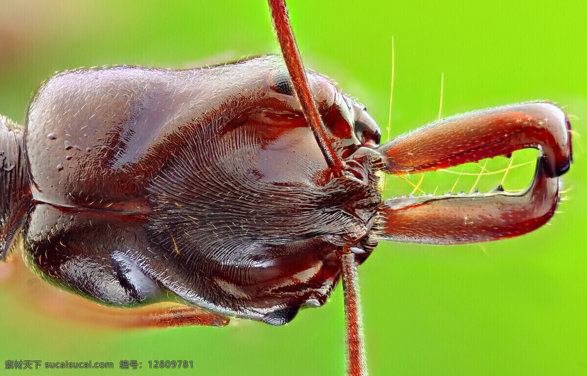 蚂蚁微距特写 蚂蚁 昆虫 蚂蚁触角 生物世界