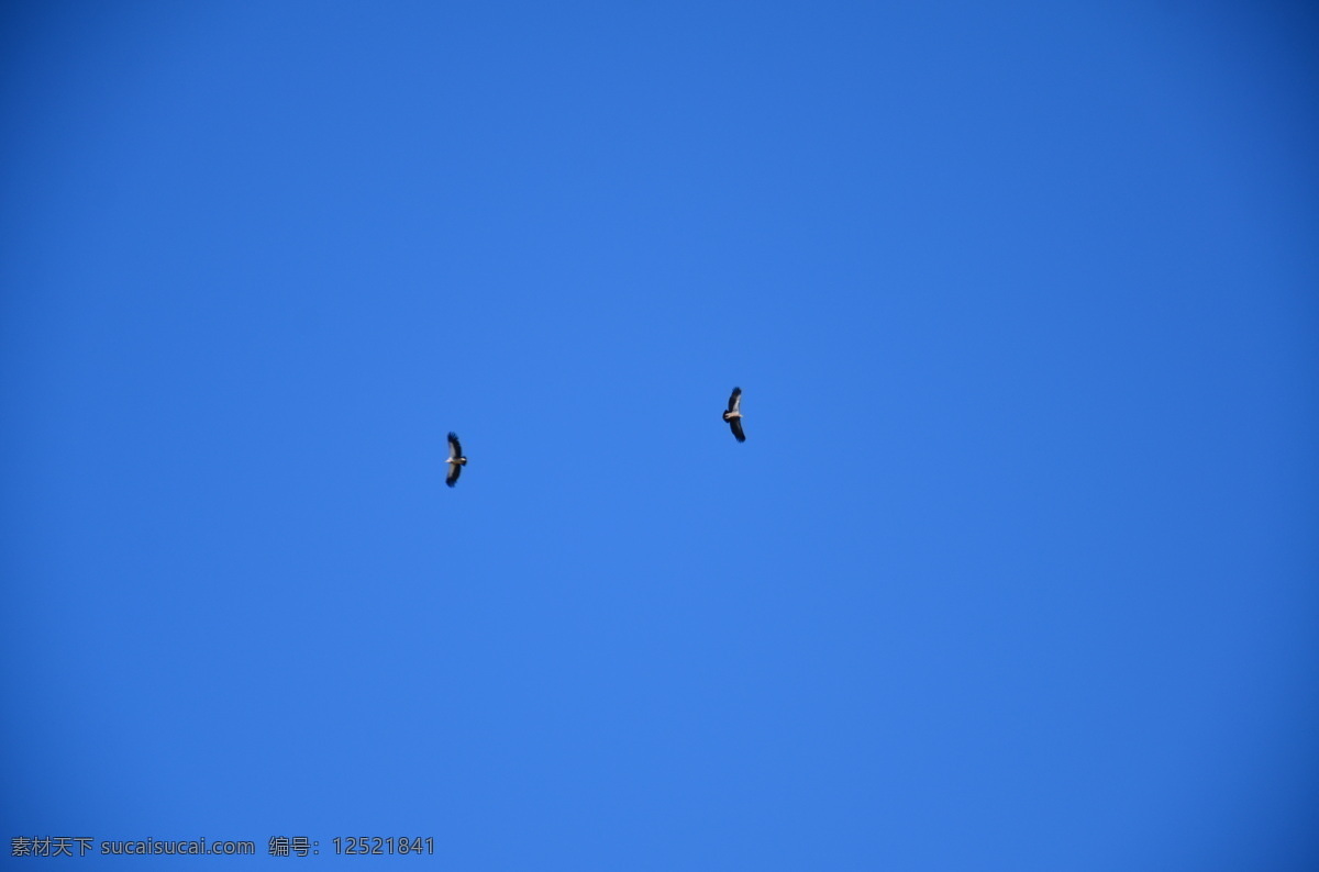 米拉山 神鹰 蓝天 鸟类 生物世界 西藏 雪域 米拉山神鹰 矢量图 日常生活