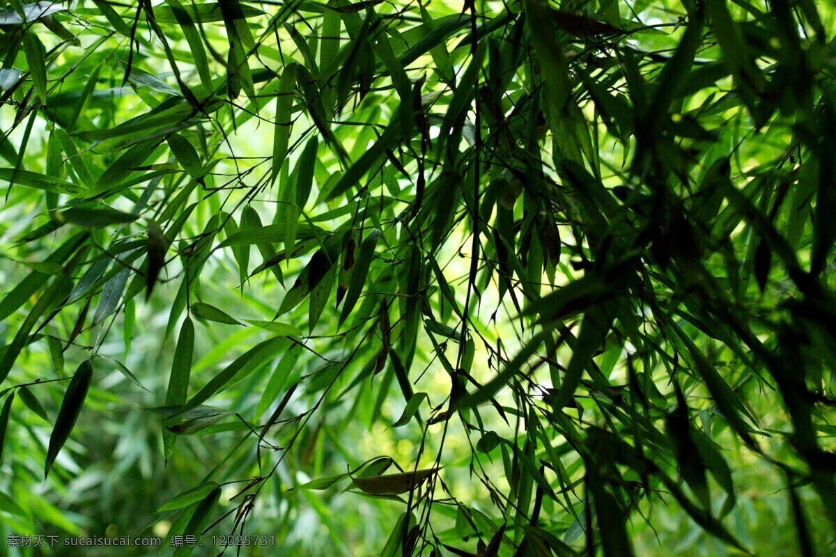 翠竹 生态 生物世界 树木树叶 竹海 竹林 竹林深处 深处 竹林图片 竹子 竹叶 矢量图 日常生活