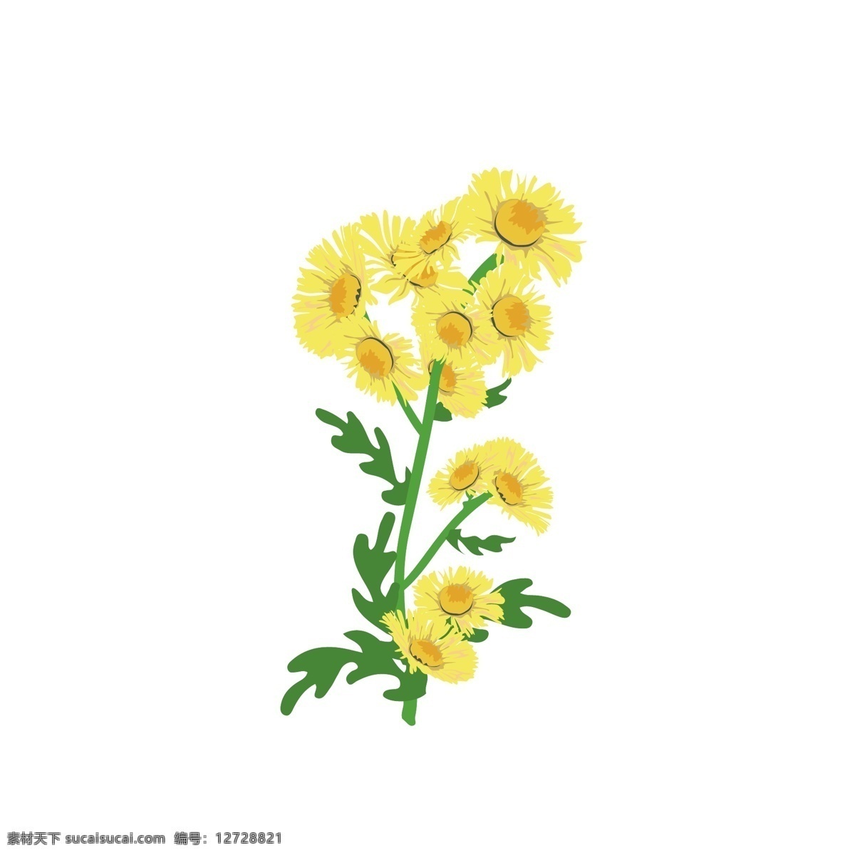 卡通 写实 观赏植物 黄色 小 菊花 写实风 植物 金菊