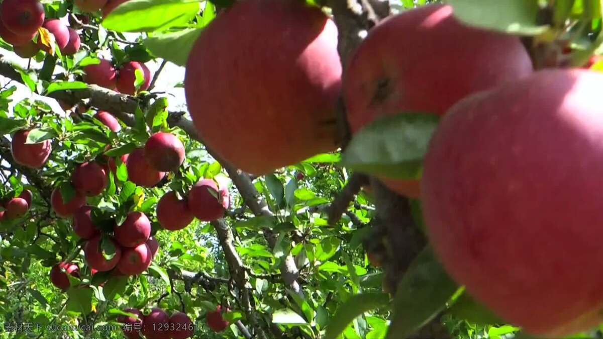 漂亮 红苹果 食品和饮料 自然 随机对象 秋天 落下 苹果 美味的 美味可口的红 金冠 吃 食物 水果 晴朗的
