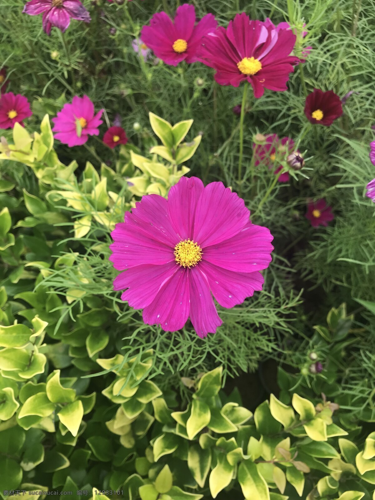 格?；?格桑 格桑梅朵 西藏的花 圣潔的花 花 花卉 花朵 花海 鮮花 春天 自然 植物 漂亮 綻放 美麗 花特寫 植物花草 生物世界 花草