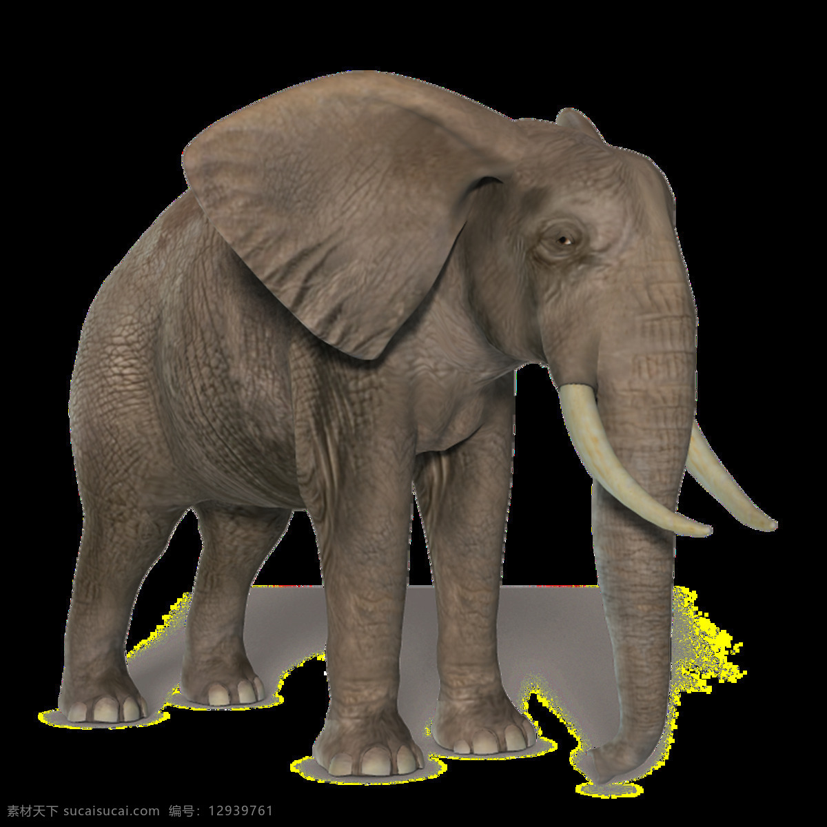 大象图片 大象 小象 象 野象 非洲象 亚洲象 草原象 森林象 png图 透明图 免扣图 透明背景 透明底 抠图 生物世界 野生动物