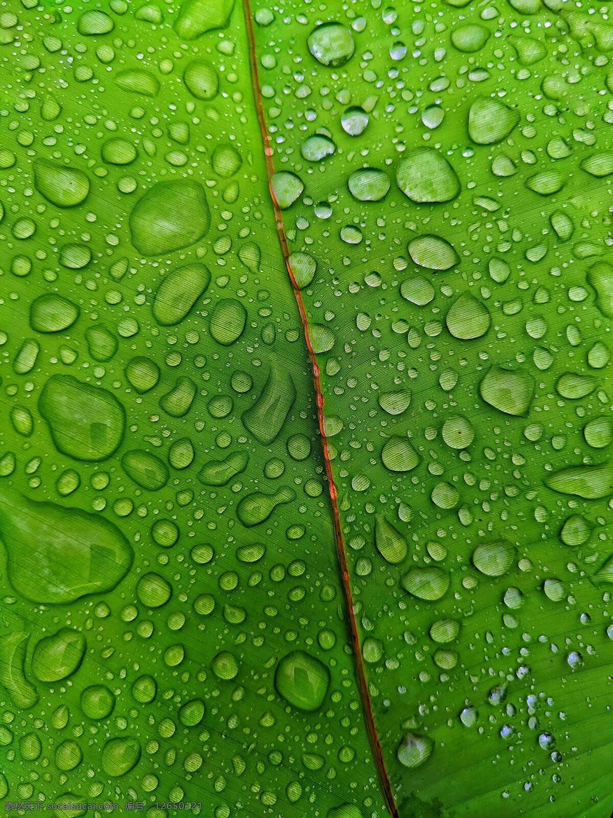 水滴绿叶图片 水珠叶 自然 绿色 植物 春天 灌木 绿叶 水滴 雨水 水珠 生态环境 草本植物 小雨 雨季 天气 自然景观 自然风景