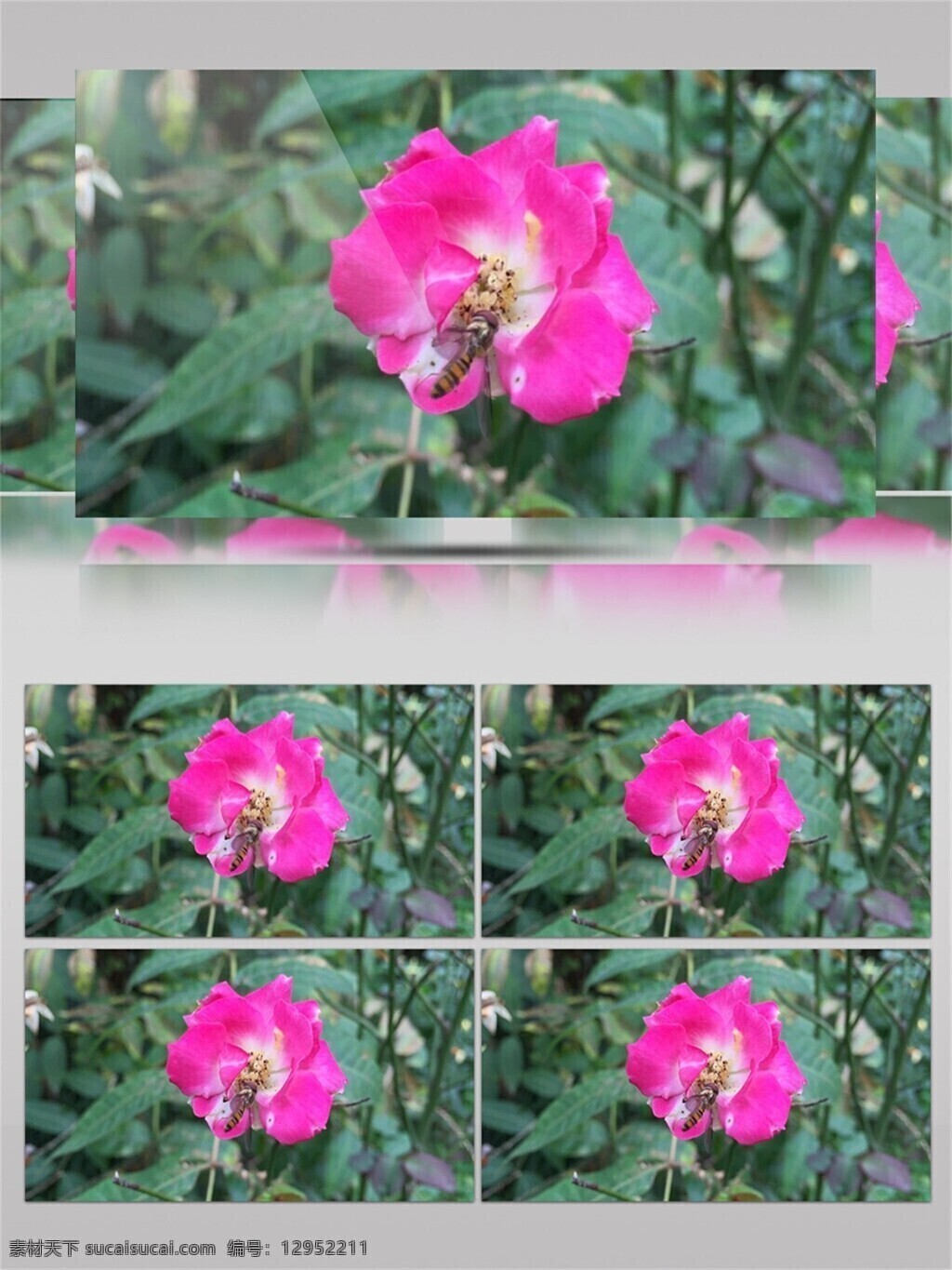 蜜蜂 采 玫 红色 花卉 视频 音效 视频素材 鲜花 绿色 特写 蜂蜜 视频音效 采蜜