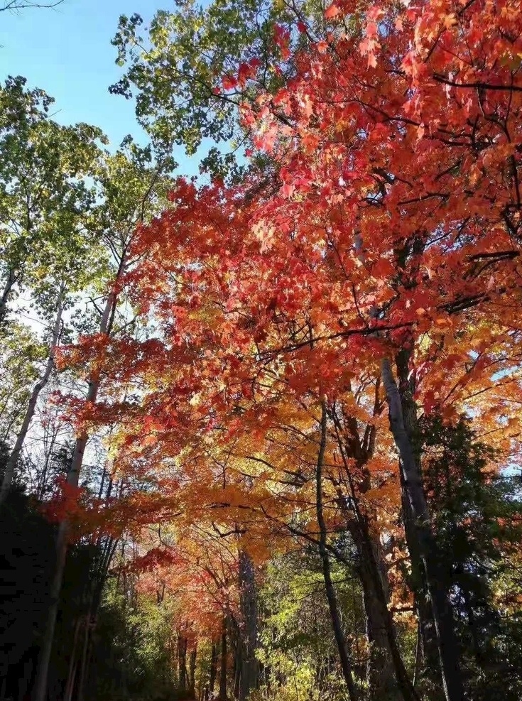 风景 秋天 红叶 晴天 自然 山 林 树 景色 自然景观 自然风景
