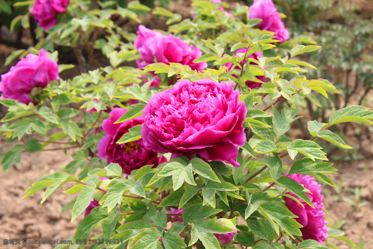 红牡丹图片 牡丹 花中之王 冠压群芳 鲜花 粉色花朵 花 红花绿叶 牡丹花 粉牡丹 花开富贵 国色天香 自然景观 自然风景
