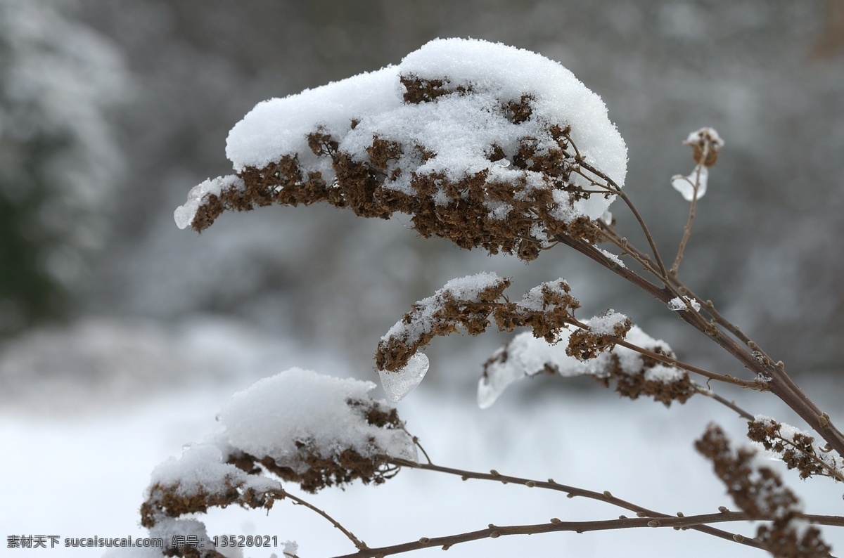 草上的積雪 冬天雪景 冬季 美麗風景 美麗雪景 白雪 積雪 風景攝影 自然風景 自然景觀 灰色