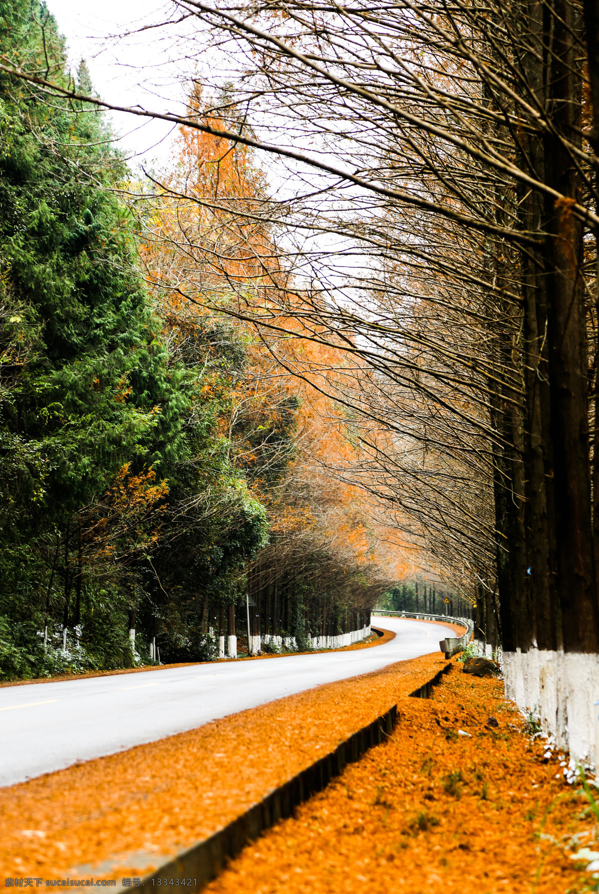 秋天 里 乡村 公路 深秋色彩 橙黄 暖意 秋天的乡道 爱在深秋 自然景观 自然风景