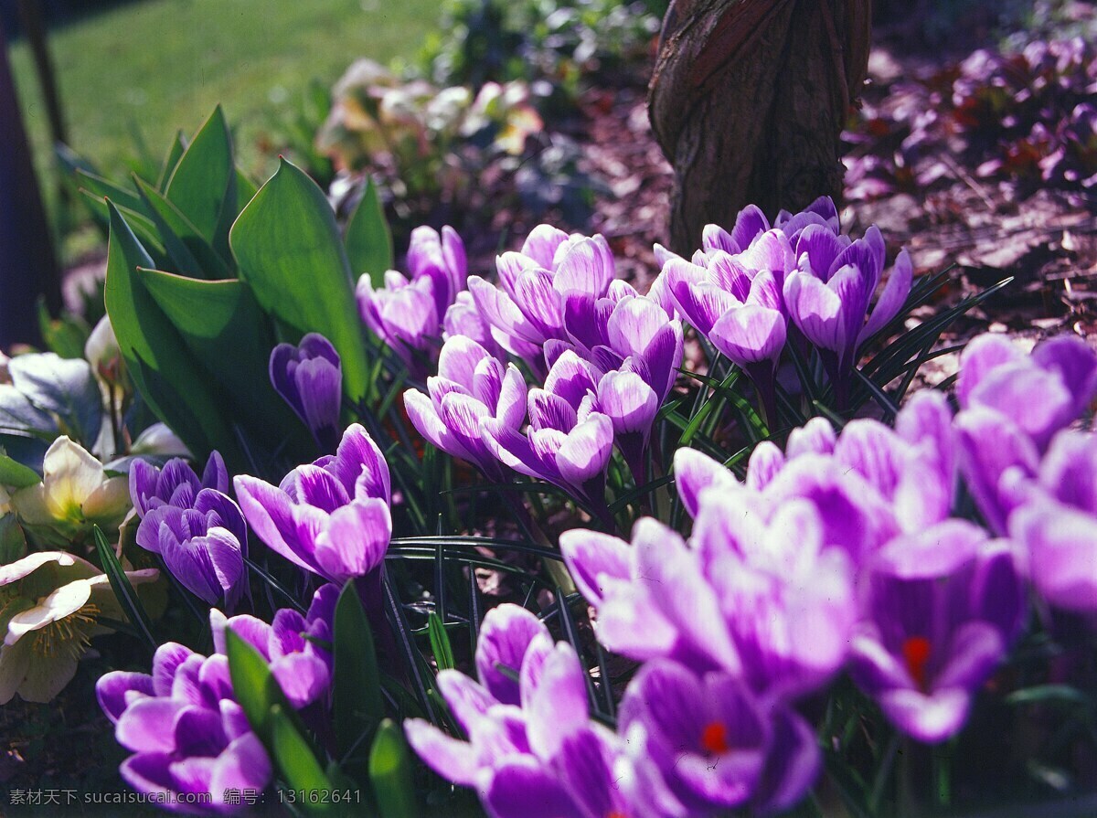 鲜艳 紫色 番 红花 高清 春天 番红花 藏红花 紫色花朵 花丛