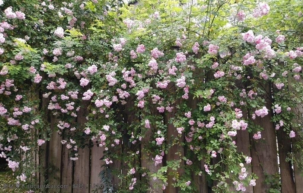 月季花墻 4月 花 月季 花墻 春 自然景觀 自然風(fēng)景