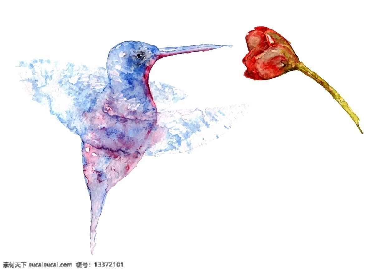 蜂鳥圖片 蜂鳥 手繪蜂鳥 鳥類 水彩 鳥
