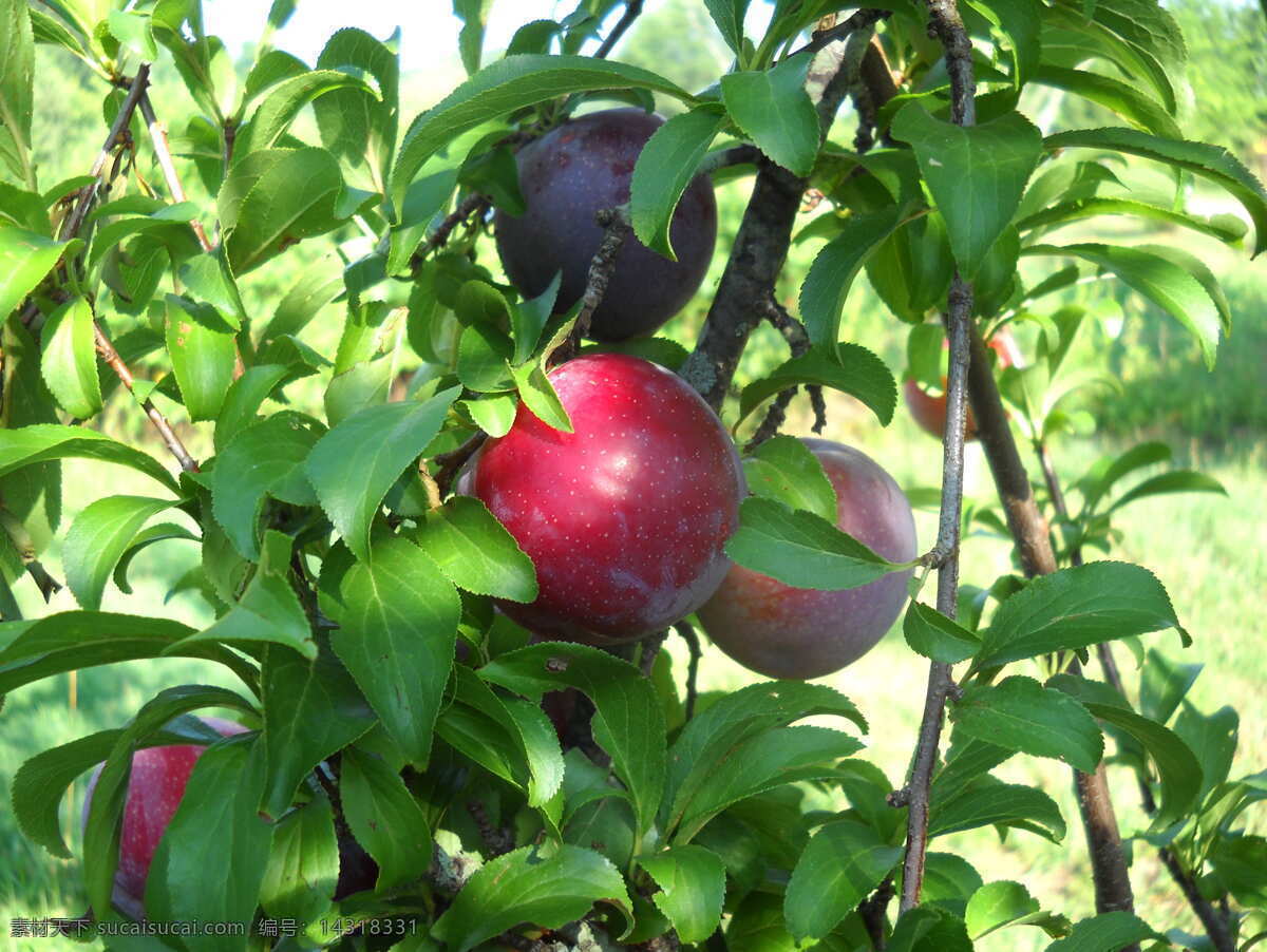 红叶李 李子 有机水果 绿色水果 新鲜水果 生物世界 水果