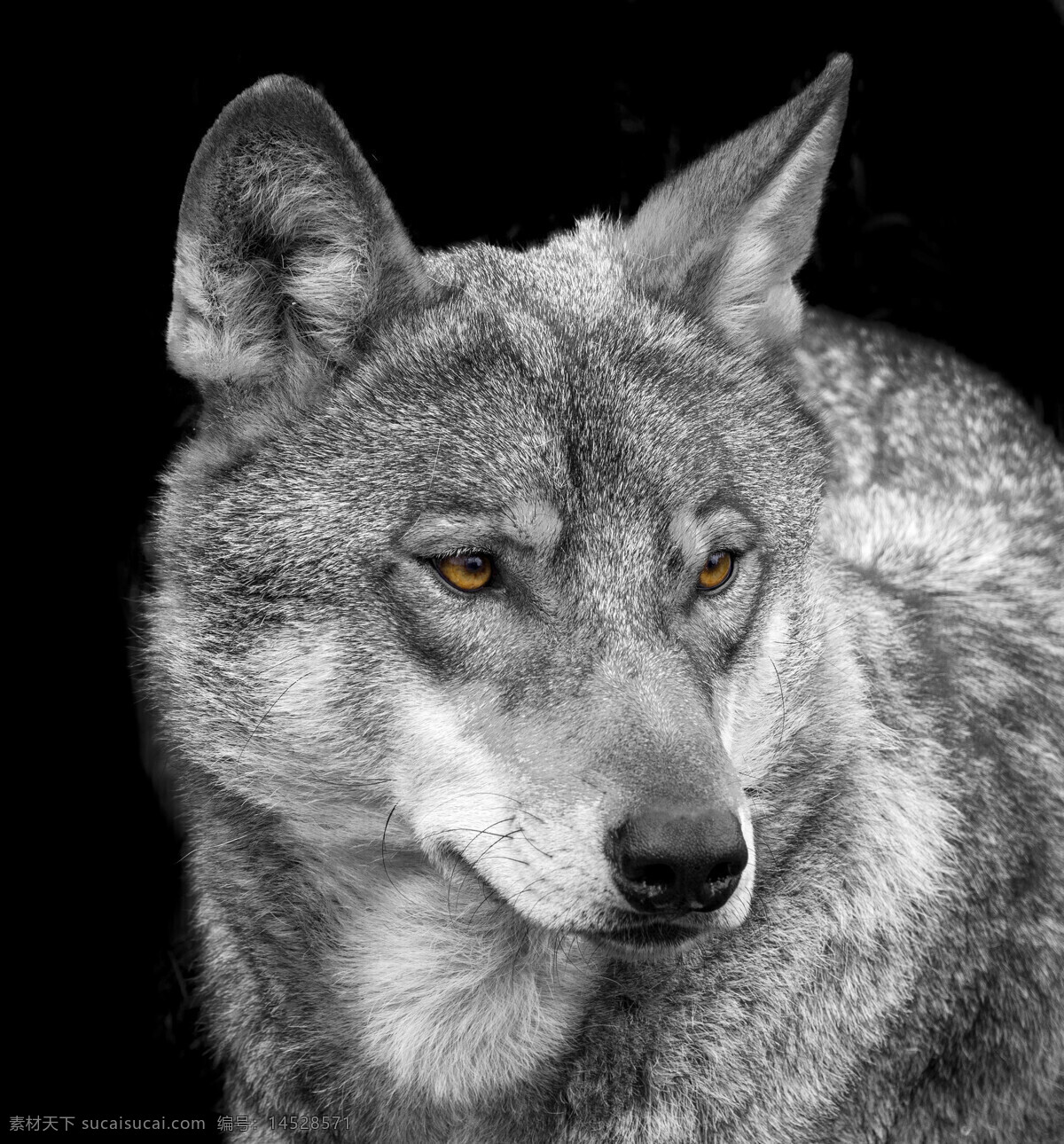 雪山 里 狼 动物 高清 冬天 狼特写 雪地 野狼 野生动物 动物世界 动物摄影 陆地动物 动物图片 黑色