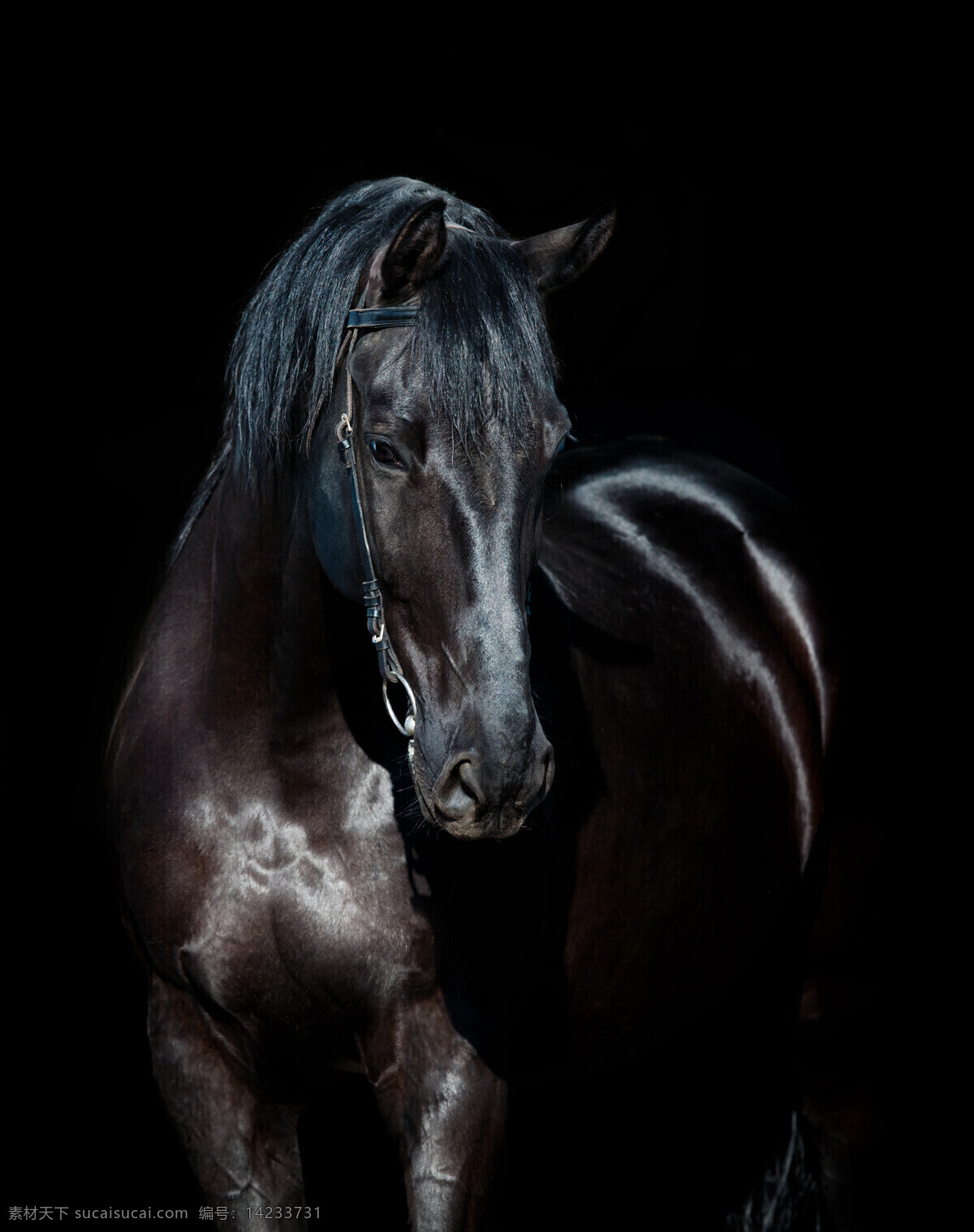 黑色 骏马 驰骋 奔跑 马 马匹 动物摄影 动物世界 陆地动物 生物世界