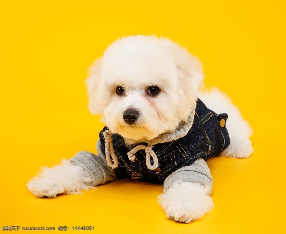 小狗 可愛 毛茸茸 犬 動物 寵物 萌犬 伙伴 狗寫真 家犬 寵物狗 家畜 導(dǎo)盲犬 吉娃娃 忠誠 黑狗 白狗 狗素材 狗壁紙 小狗壁紙 狗背景 狗設(shè)計 狗狗 人與狗 可愛小狗 狗攝影 忠犬 狗特寫 狗鼻 狗擺拍 一條股 一只狗 遛狗 狗毛 狗頭 小狗創(chuàng)意 臘腸狗 小狗動畫 小狗狗 狗動態(tài) 生物世界 家禽家畜
