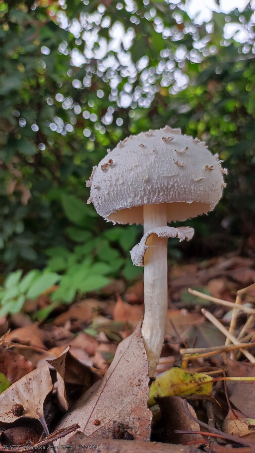蘑菇 可爱 路边 雨后 野花