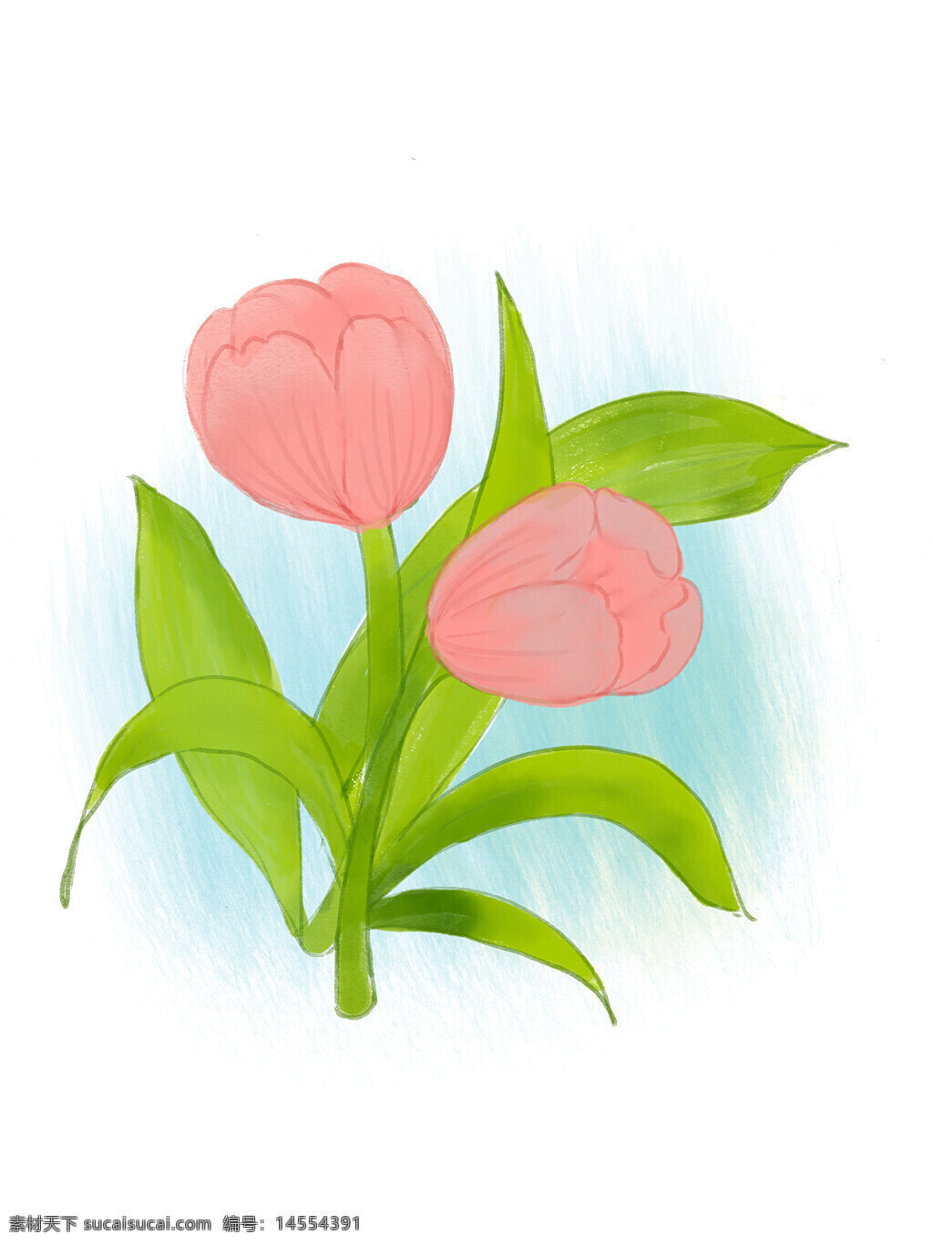郁金香 粉色 装饰小花 花卉 植物