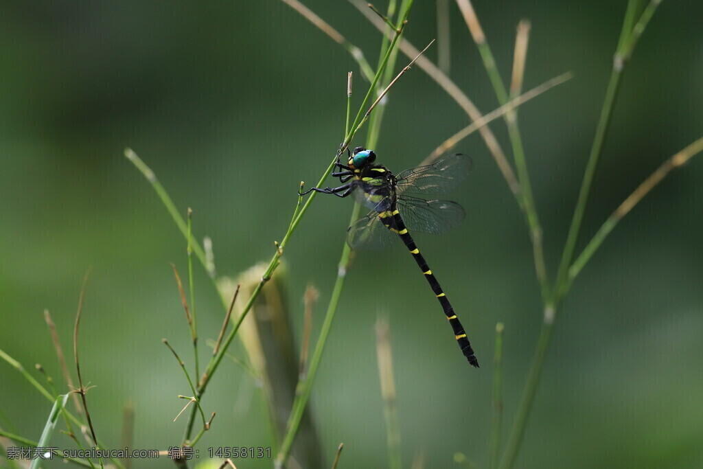 竹枝条 蜻蜓 绿背景 虚化 复眼 黄色斑点 黑色斑点