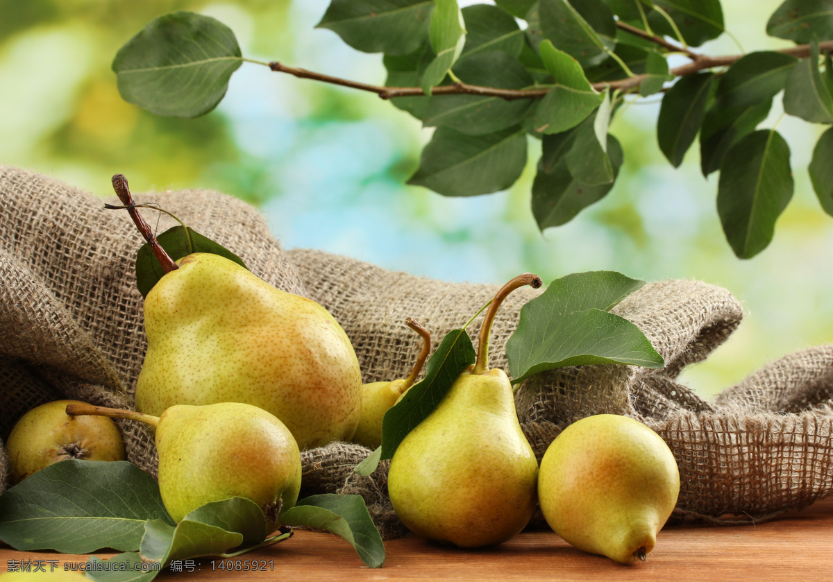 新鲜 大头 梨 水果图片 绿色 食品 大头梨图片 蔬菜水果 生物世界 水果