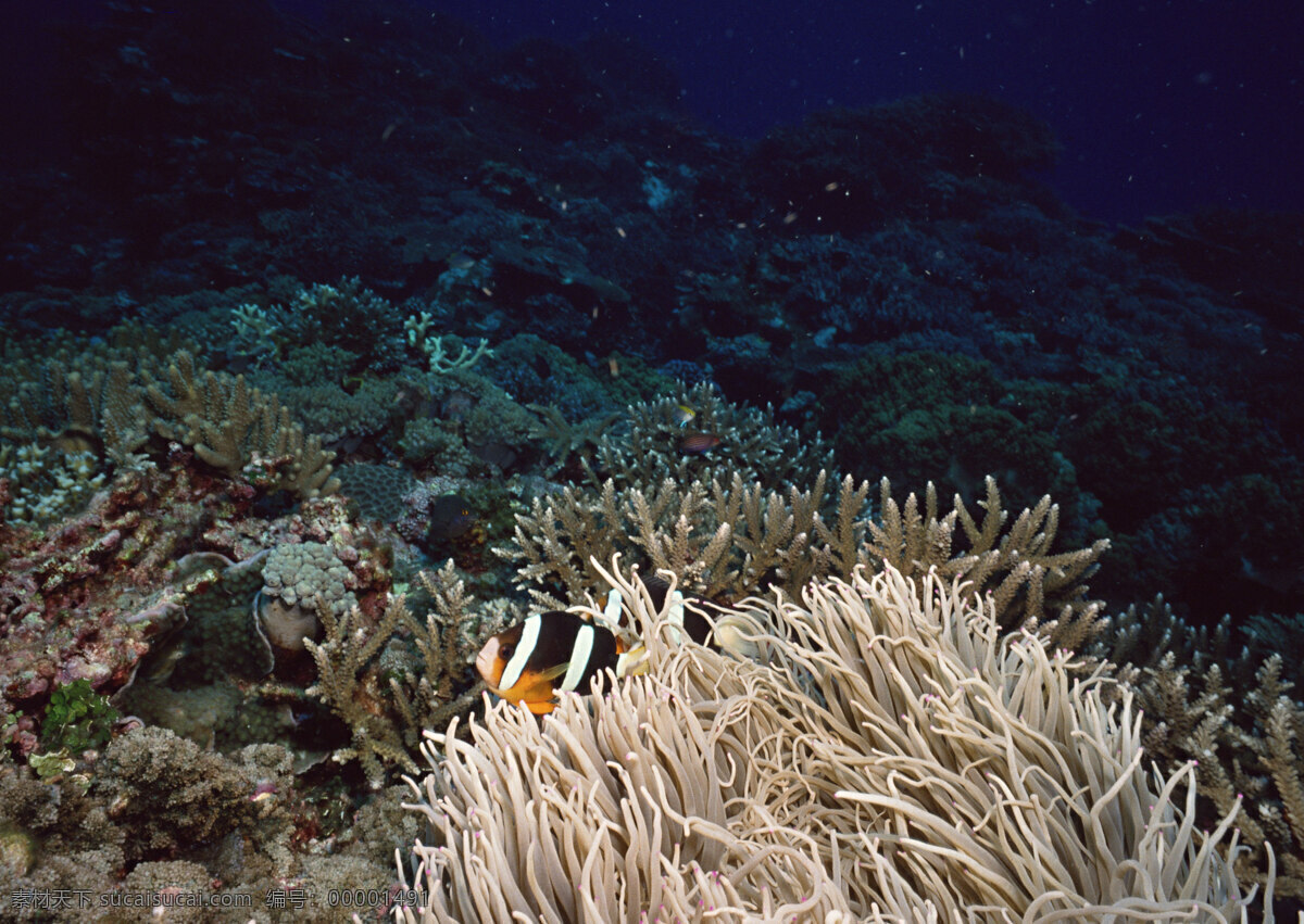 海洋生物 海底世界 海洋 礁石 生物世界 鱼 鱼类 珊蝴礁石 珊蝴 海底景色