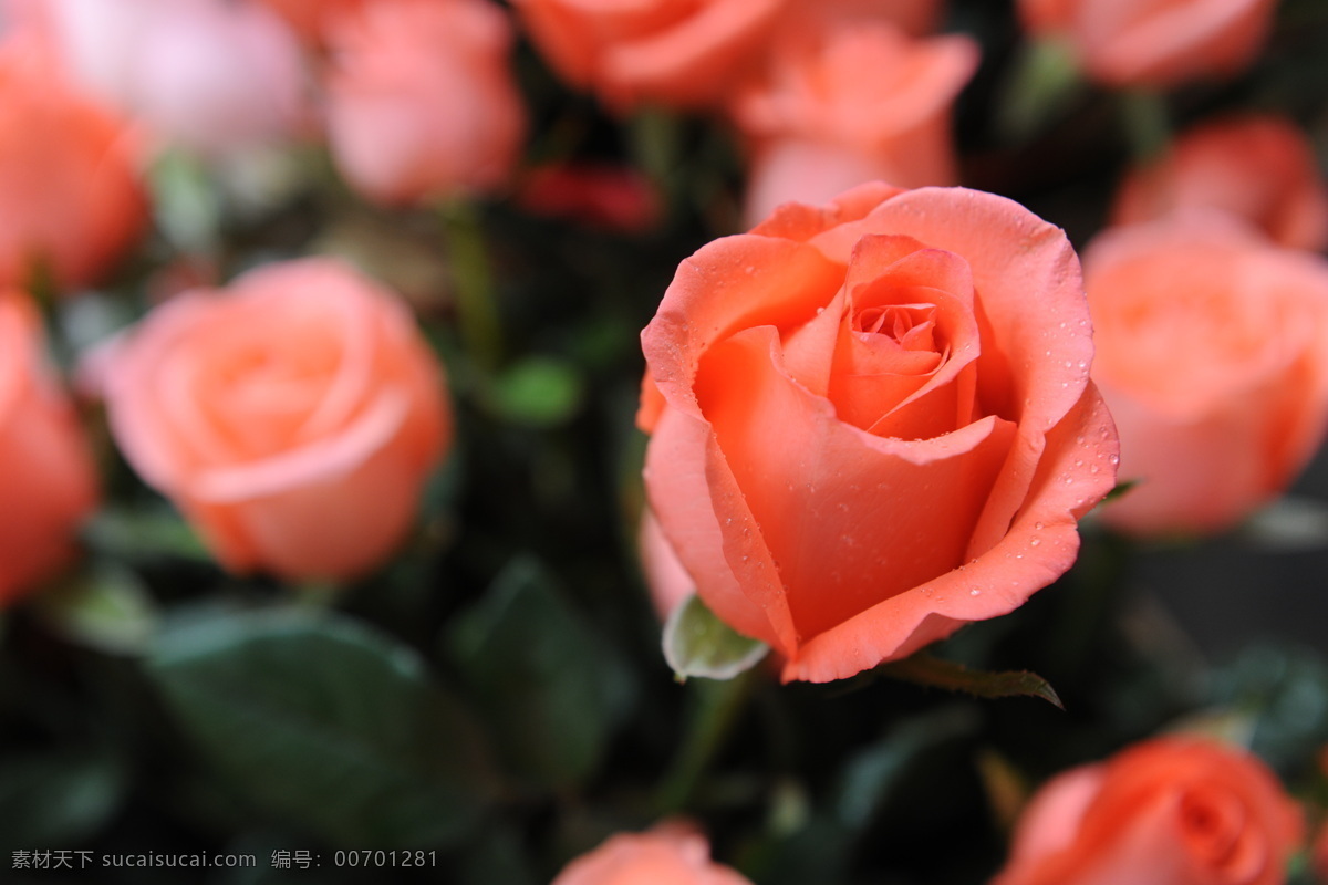 鲜艳 粉 玫瑰花 高清 粉花 玫瑰 鲜花 花海 花蕾