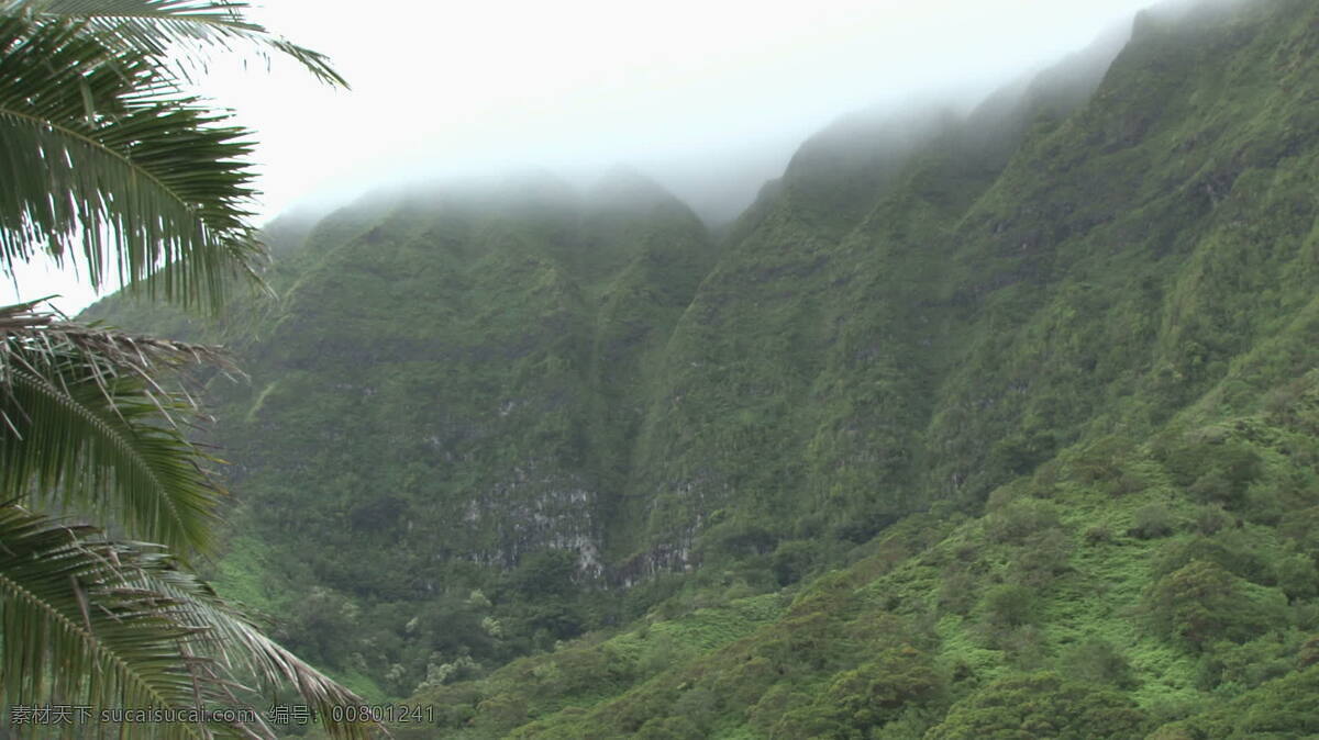 夏威夷 绿山 股票 视频 视频免费下载 绿色 高高的个子 棕榈树 植物 山脉 avi 灰色