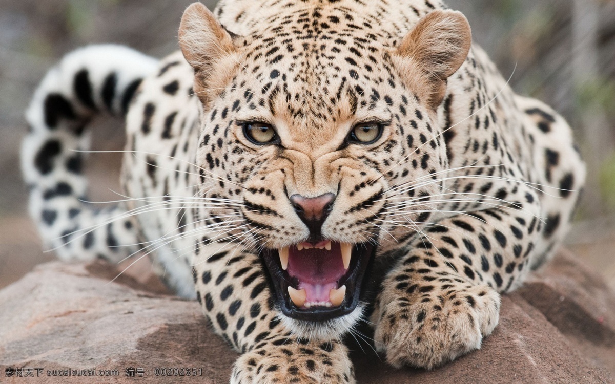 豹子 金钱豹 豹子头 花豹 凶狠 凶恶 豹子特写 豹纹 野性 恐怖 肉食动物 花斑 野生动物 生物世界