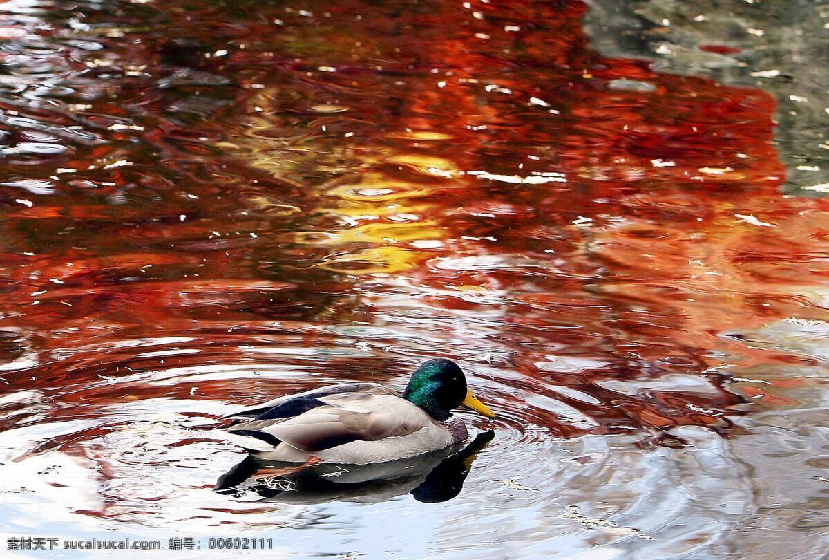 赏红叶 红叶 日本 札幌 鸭子 倒映 池塘 游弋 戏水 旅游摄影 国外旅游 摄影图库 300