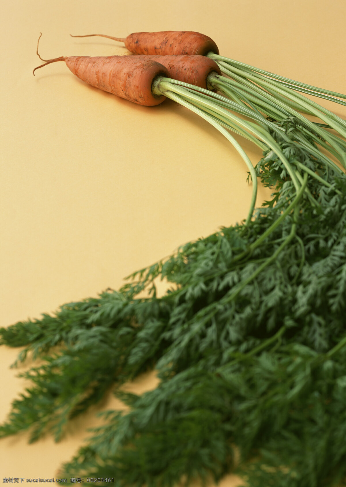 胡萝卜 新鲜蔬菜 萝卜 农作物 绿色食品 摄影图 高清图片 蔬菜图片 餐饮美食