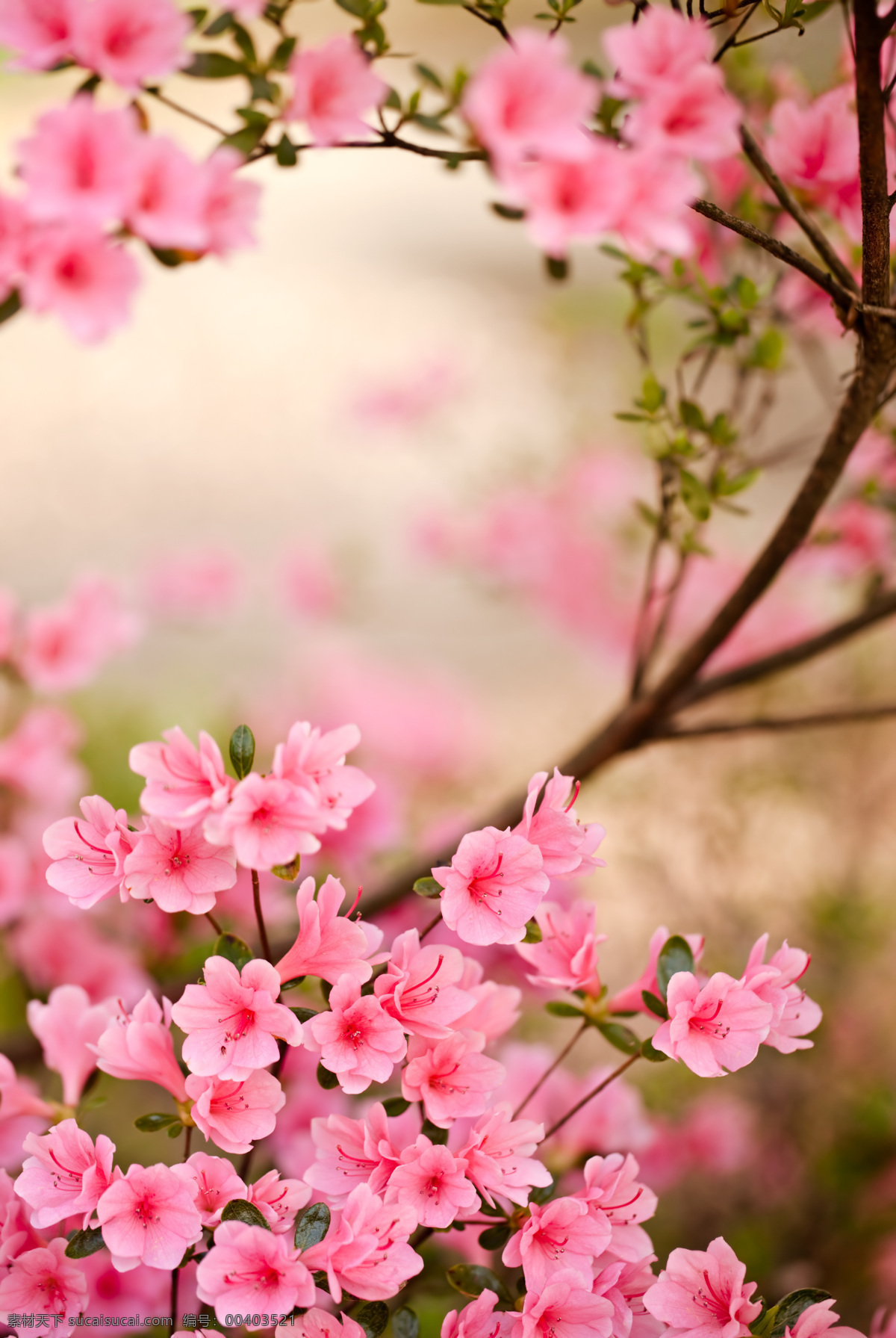 高清 桃花 花朵 鲜花 红花 自然风光 景观 休闲娱乐 天空 白云 山水风景 风景图片