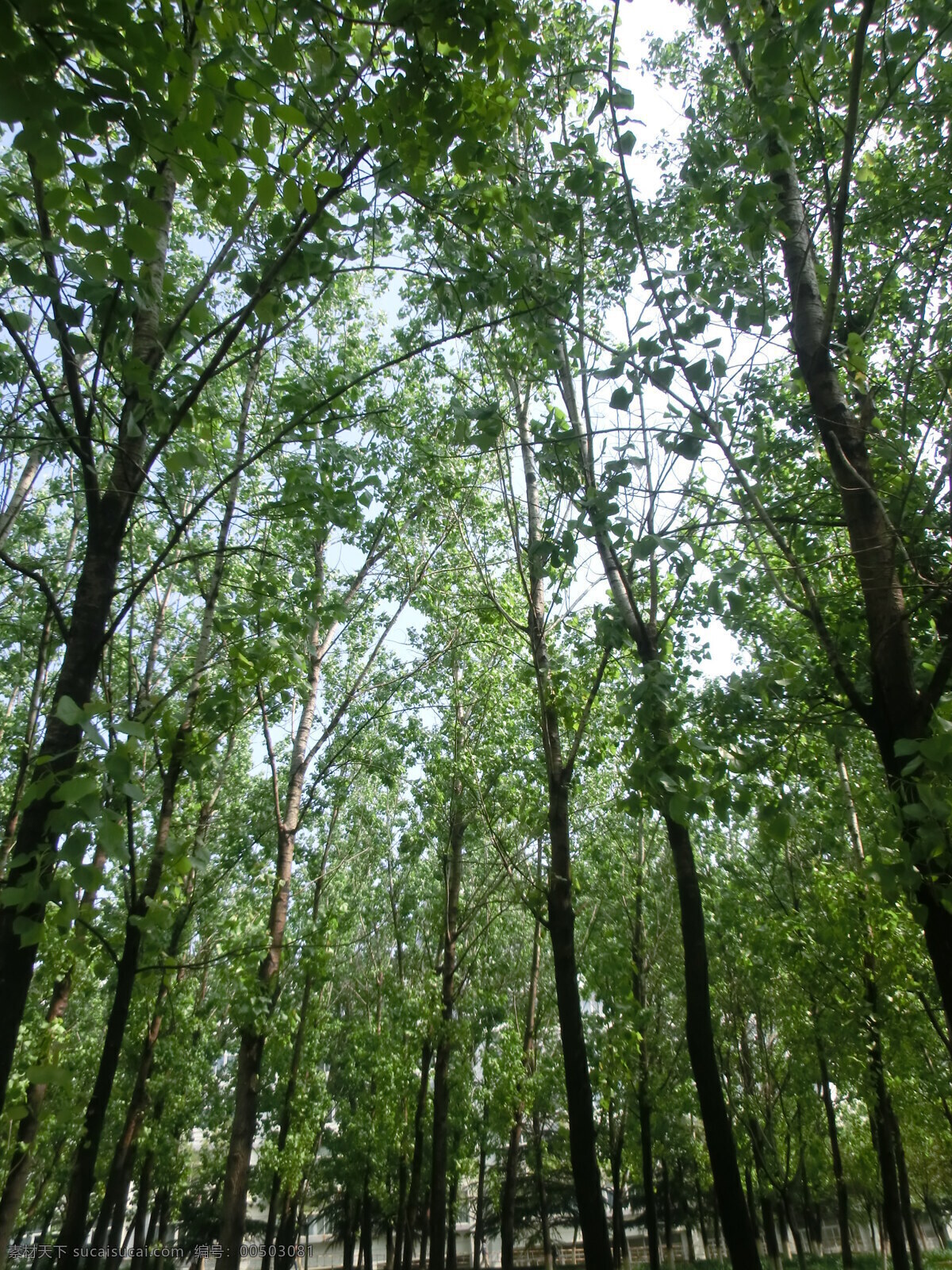 绿色 树林 春季 绿色树林 森林 树木 小清新 植物 杨树 自然风景 自然景观 psd源文件