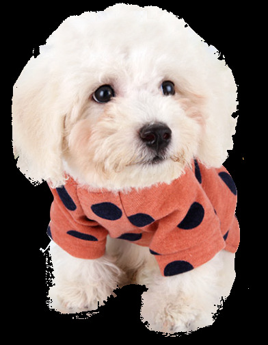 可爱 呆 萌 白色 小 奶 狗 产品 实物 白色小狗 产品实物 橙色衣服 宠物狗 生肖狗 小奶狗